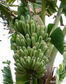 大香蕉国产成人,揭秘国内成人影视产业的崛起与挑战